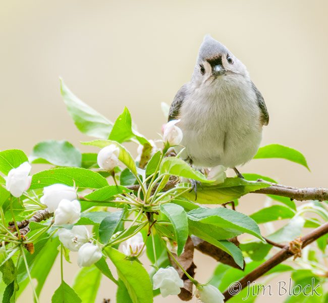 EH900P--Tufted-Titmouse