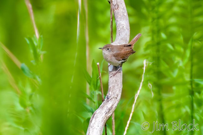 EH901E--House-Wren
