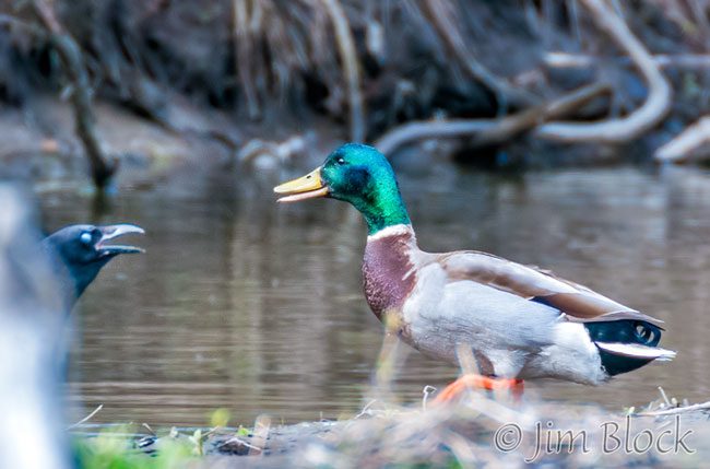 EH902--Mallard-and--Raven