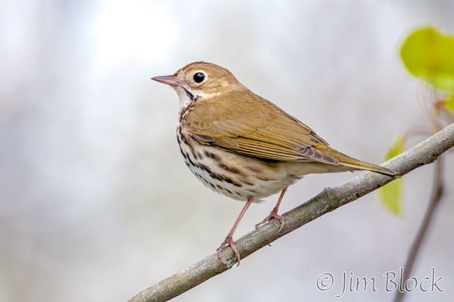 EH903K--Ovenbird