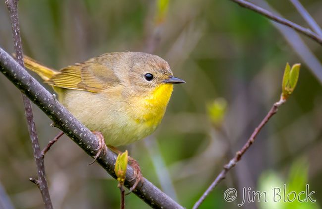 EH908O--Common-Yellowthroat