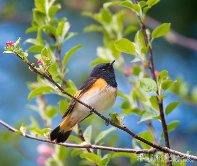 EH909S--American-Redstart