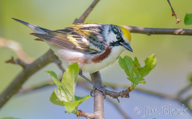 EH911M--Chestnut-sided-Warbler