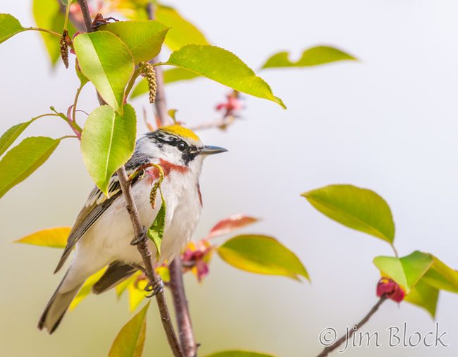EH912W--Chestnut-sided-Warbler