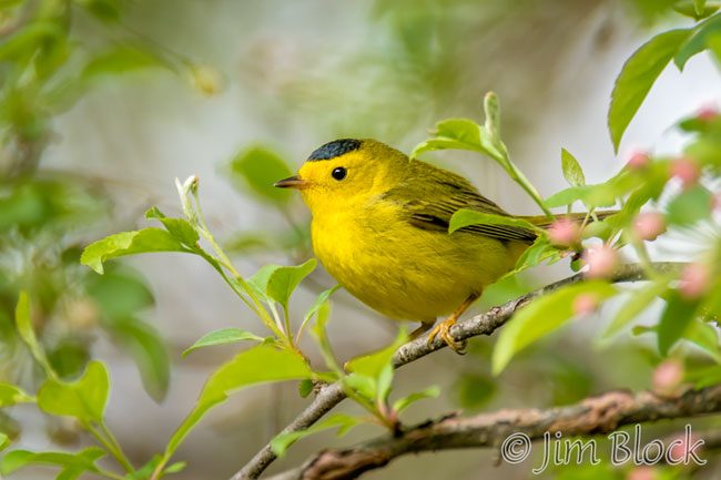 EH916I--Wilsons-Warbler