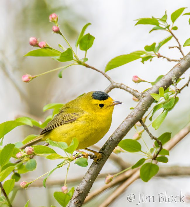 EH916R--Wilsons-Warbler