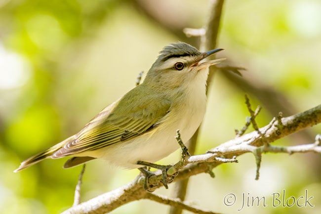 EH919C--Red-eyed-Vireo