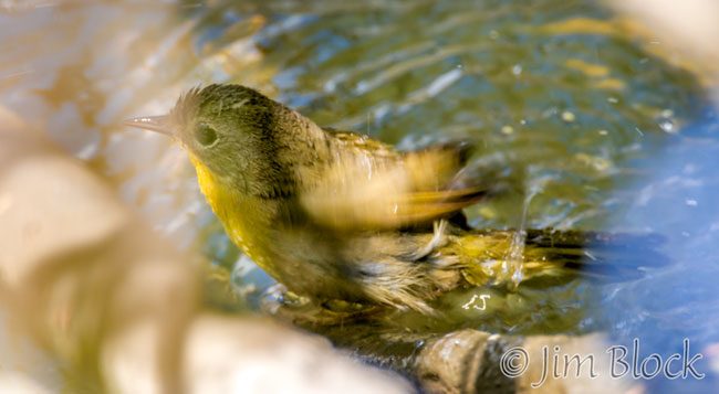 EH921D--Common-Yellowthroat
