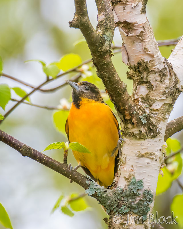 EH933N--Baltimore-Oriole