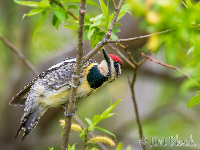 EH936C--Yellow-bellied-Sapsucker