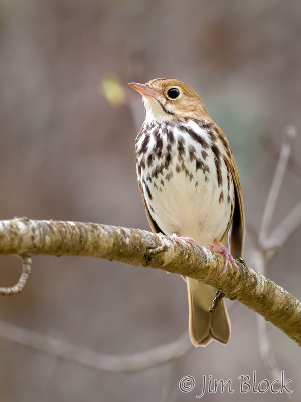 EH946I--Ovenbird
