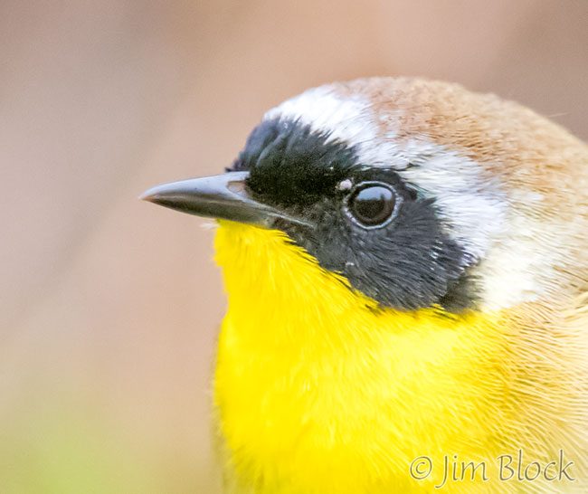 EH952C--Common-Yellowthroat