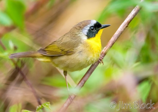 EH952E--Common-Yellowthroat