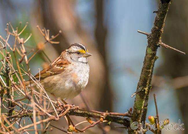 EH954E--White-throated-Sparrow
