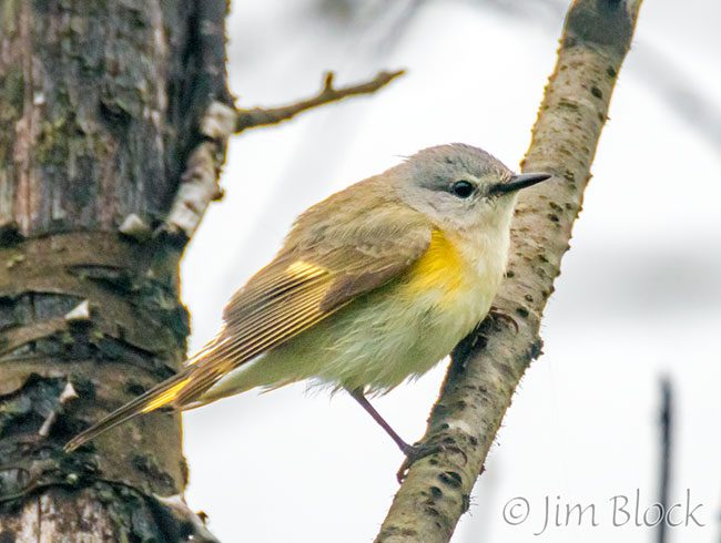 EH955J--American-Redstart