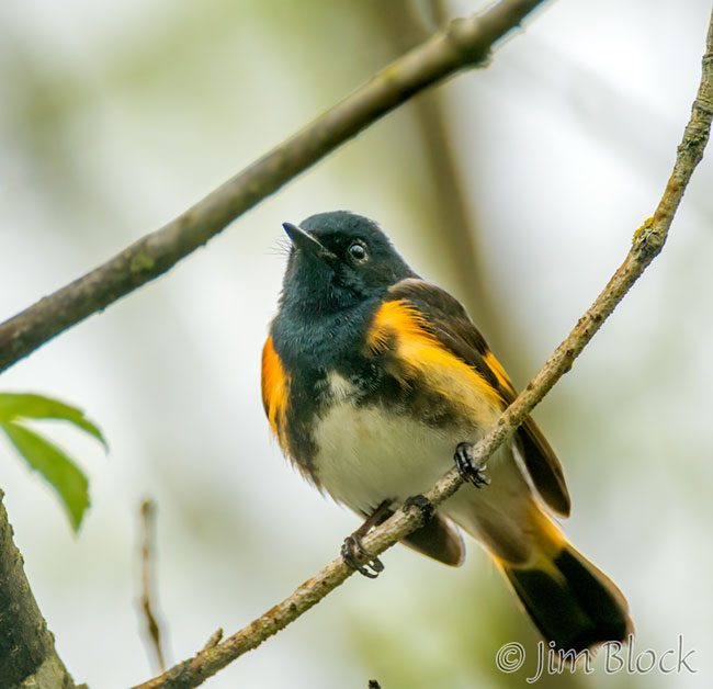 EH956J--American-Redstart