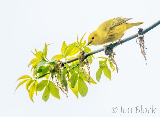 EH957G--Yellow-Warbler