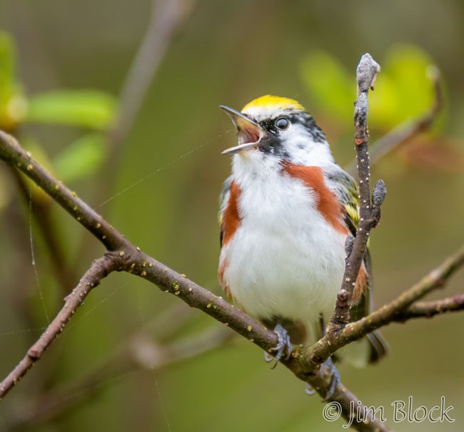 EH958L--Chestnut-sided-Warbler