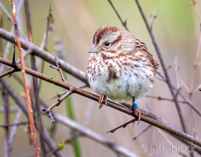 EH961C--Song-Sparrow
