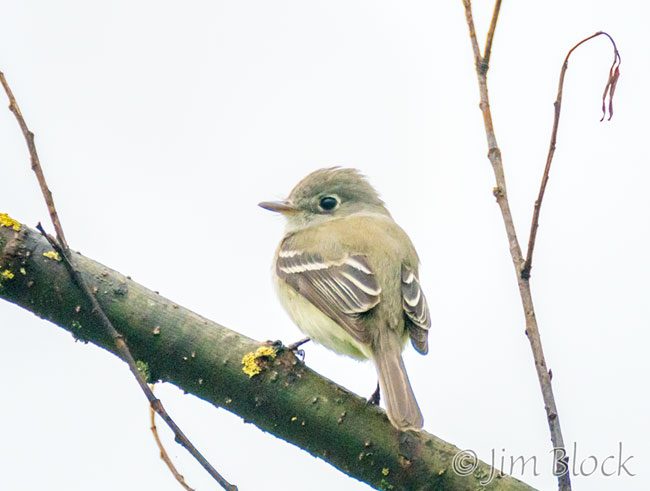 EH963B--Least-Flycatcher