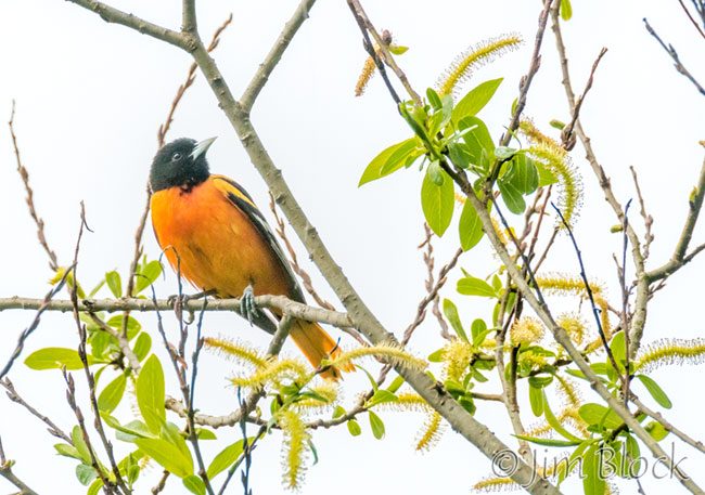 EH965E--Baltimore-Oriole