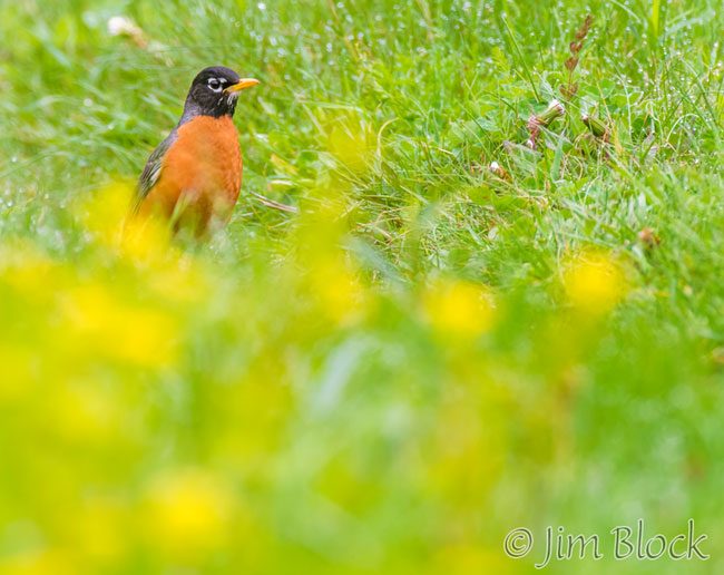EH967E--American-Robin