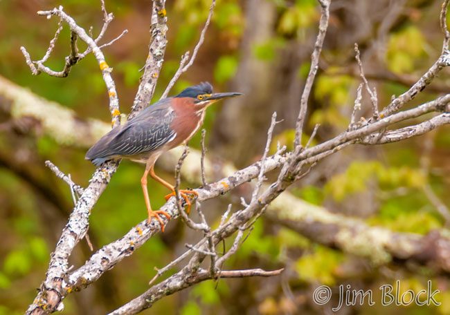EH968B--Green-Heron