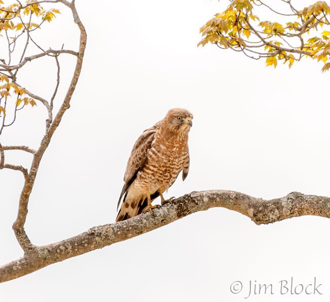 EH974I--Broad-winged-Hawk