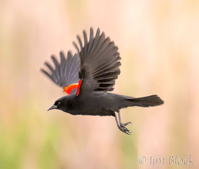 EH983D--Red-winged-Blackbird
