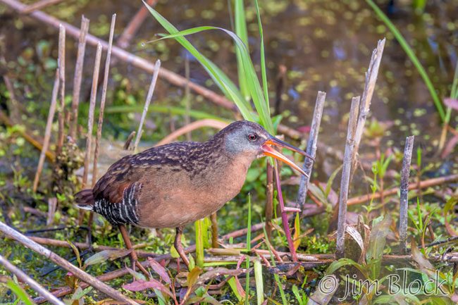 EH984U--Virginia-Rail