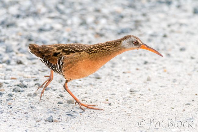 EH985G--Virginia-Rail