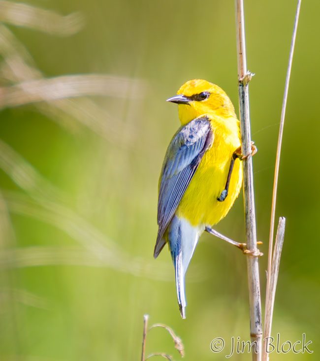 EH993J--Blue-winged-Warbler