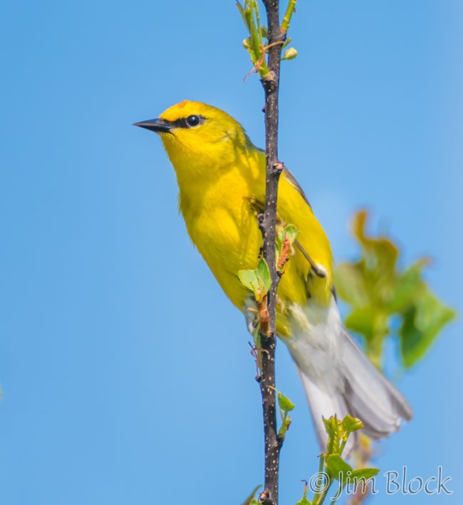 EH994N--Blue-winged-Warbler