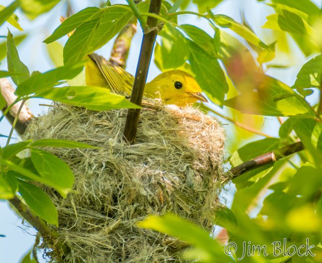 EI002J-Yellow-Warbler