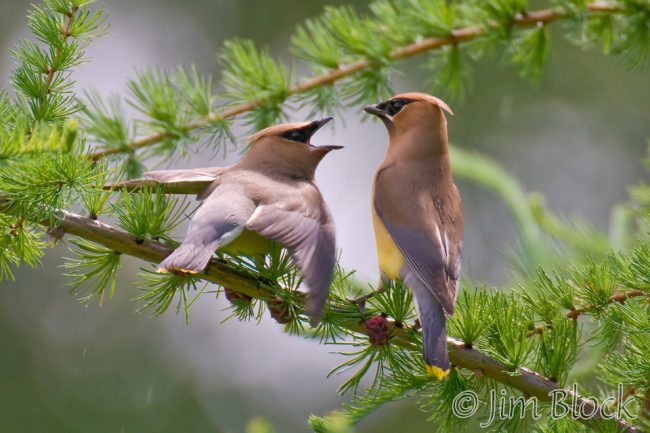 CM207L-Cedar-Waxwing,-prenuptial-feeding,-Bear-Pond,-Canaan,-NH