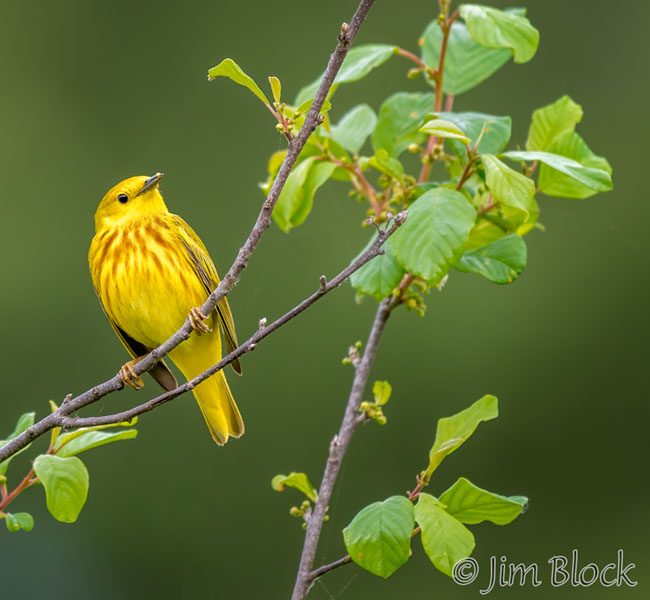 EI246L--Yellow-Warbler