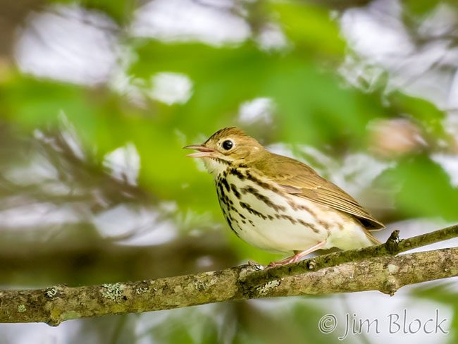 EI249H--Ovenbird