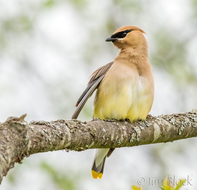 EI251G--Waxwing