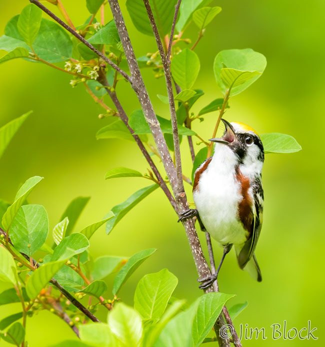 EI253D--Chestnut-sided-Warbler