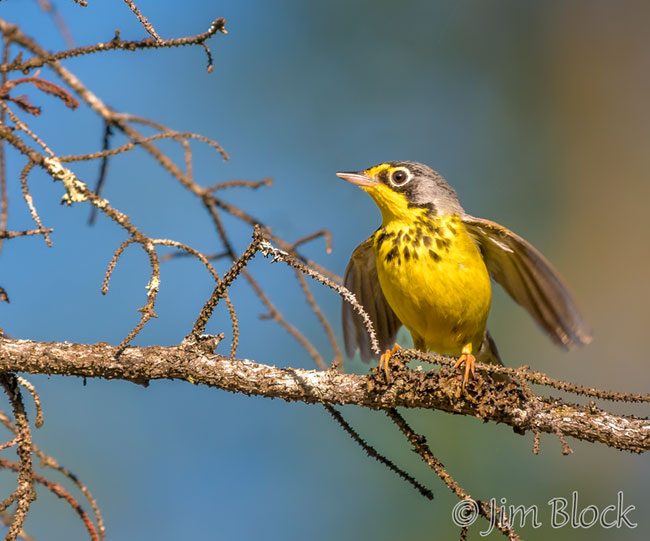 EI348I--Canada-Warbler