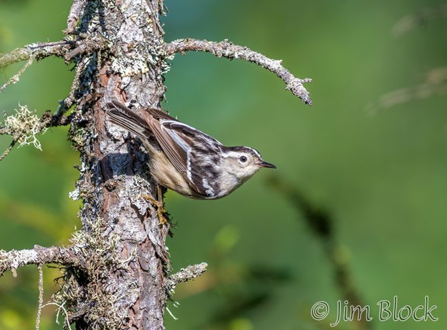 EI358C--Black-and-White-Warbler
