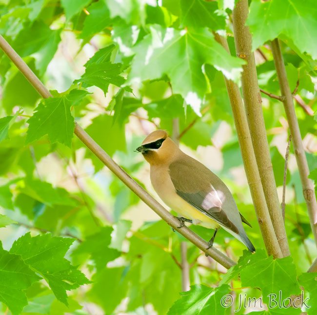 EI363B--Cedar-Waxwing