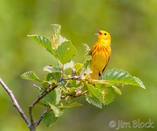 EI365G--Yellow-Warbler