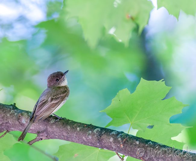 EI367C--Eastern-Phoebee