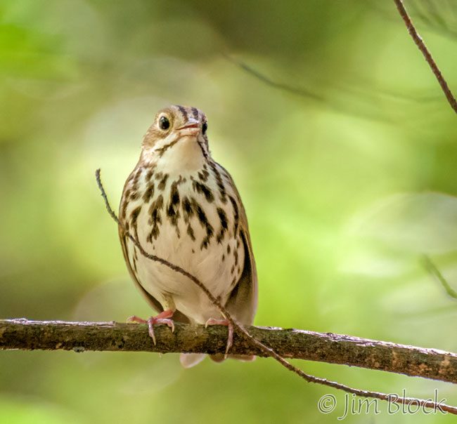 EI369Q--Ovenbird
