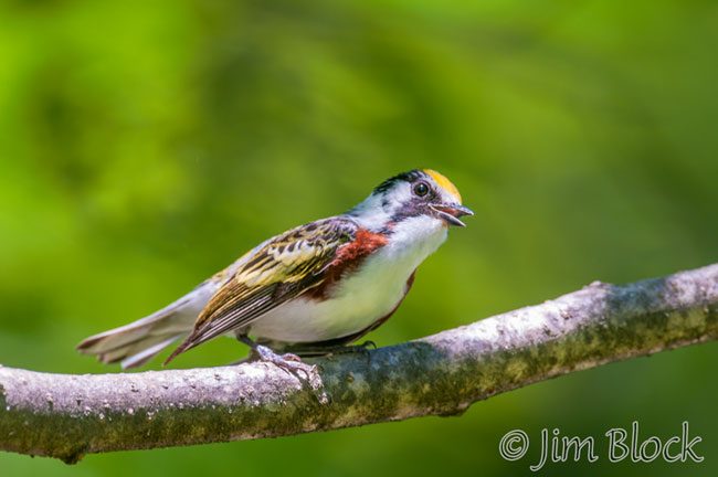 EI370N--Chestnut-sided-Warbler