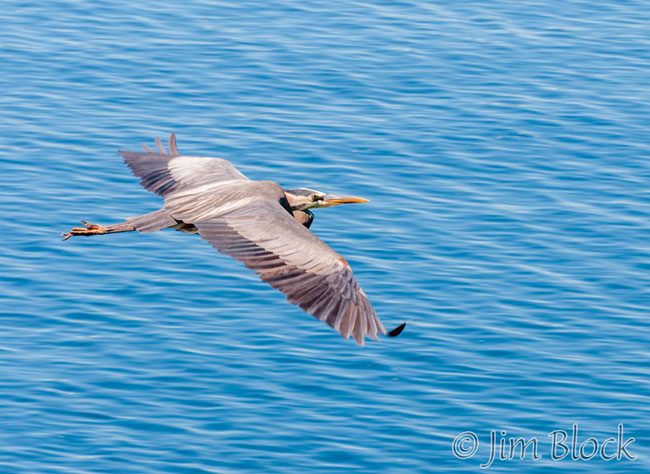 EI377D-Great-Blue-Heron