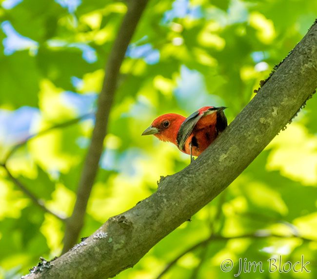 EI383G--Scarlet-Tanager