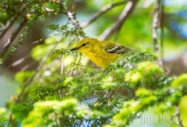 EI384N--Pine-Warbler