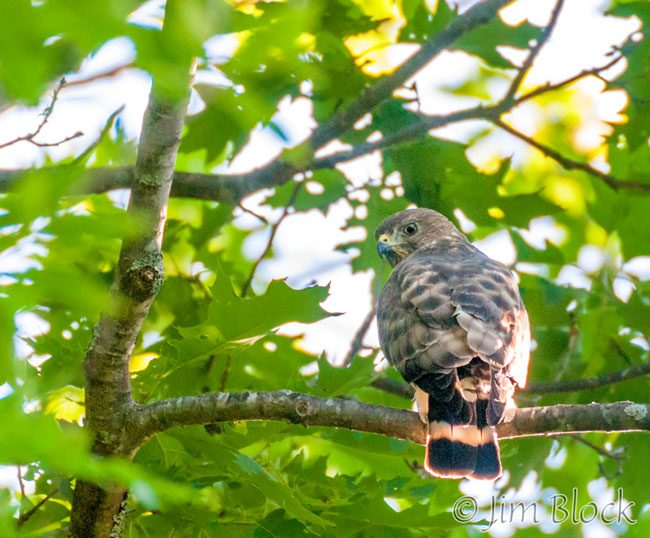 EI389E--Broad-winged-Hawk